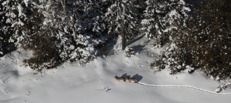 Gray wolves, like this pair on Isle Royale, are listed as endangered in the United States.