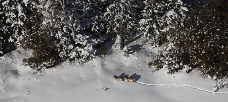 A pair of wolves walks through deep snow next to pine trees.