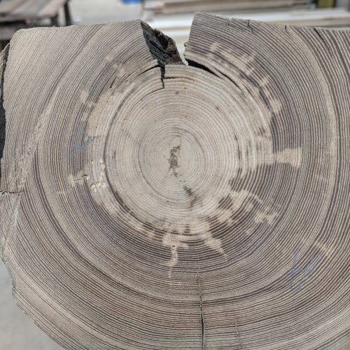 a chunk of black ash cut in a circular pattern to show the tree rings with blurry lab background.