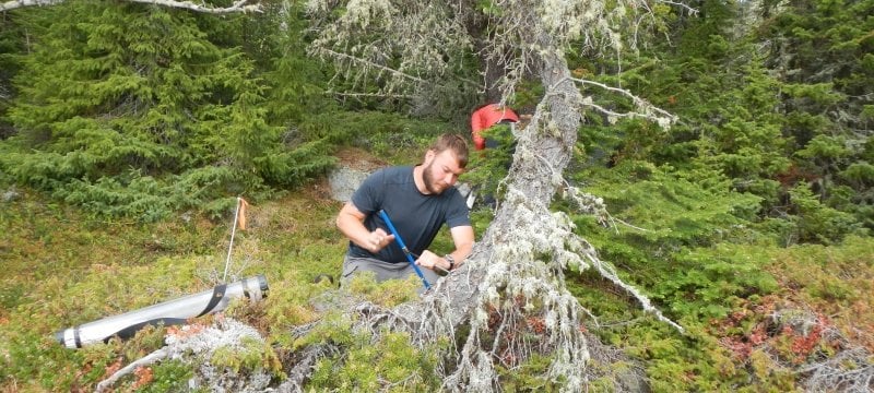 A man cores an evergreen tree in the woods in summer in a green forest with a person in a red jacket behind him