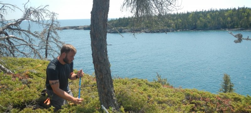 A man with a tattoo around his bicep kneels in juniper coring a tree with a rodlike instrument with Lake Superior and another Isle Royale island in the background in the summer.