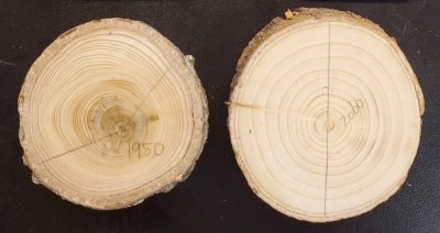 Balsam fir, left, that began its growth in 1990, white spruce on right that began its growth in 2000, shown as tree ring cookies with black background