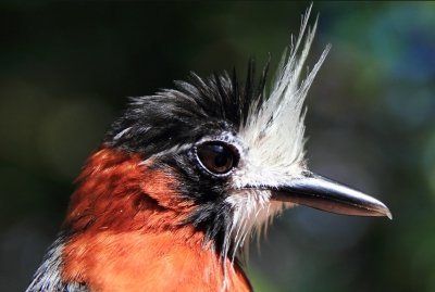 A white-plumed ant bird.