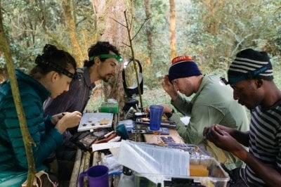 Four people sit at a table banding birds.