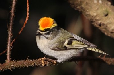 A golden crowned Kinglet.