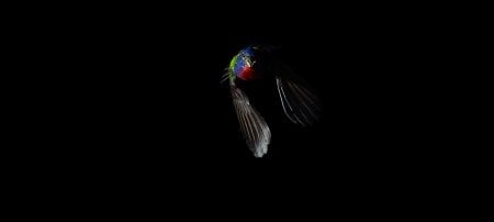 A painted bunting in flight. Image Credit: Eric Liffmann