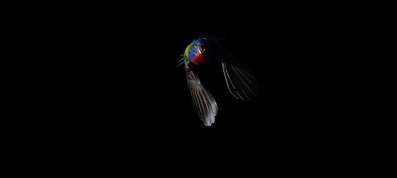 A painted bunting in flight.