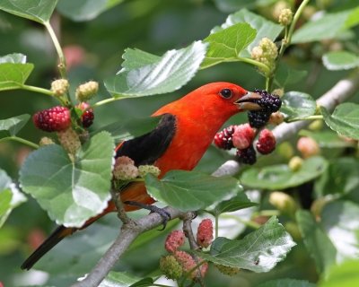 A scarlet tanager.