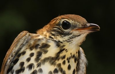 A wood thrush.