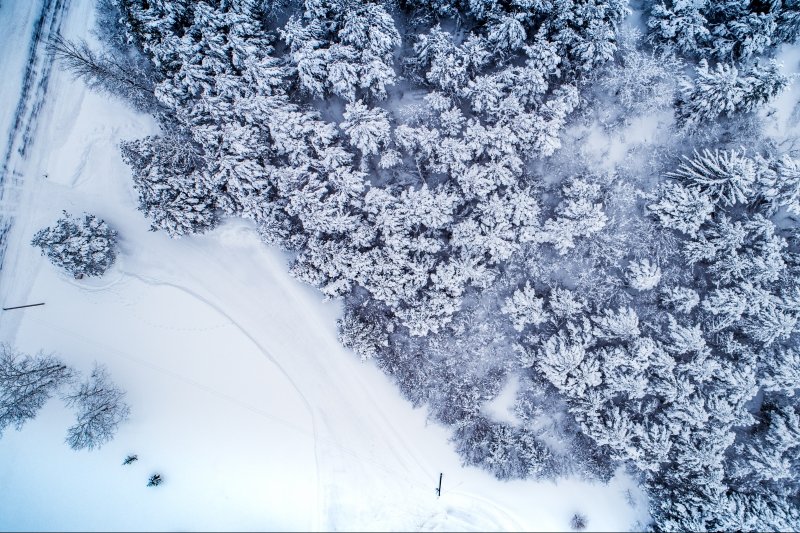 winter drone shot above trees