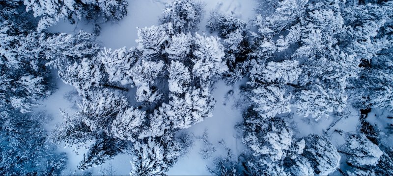 drone shot of snow-covered trees