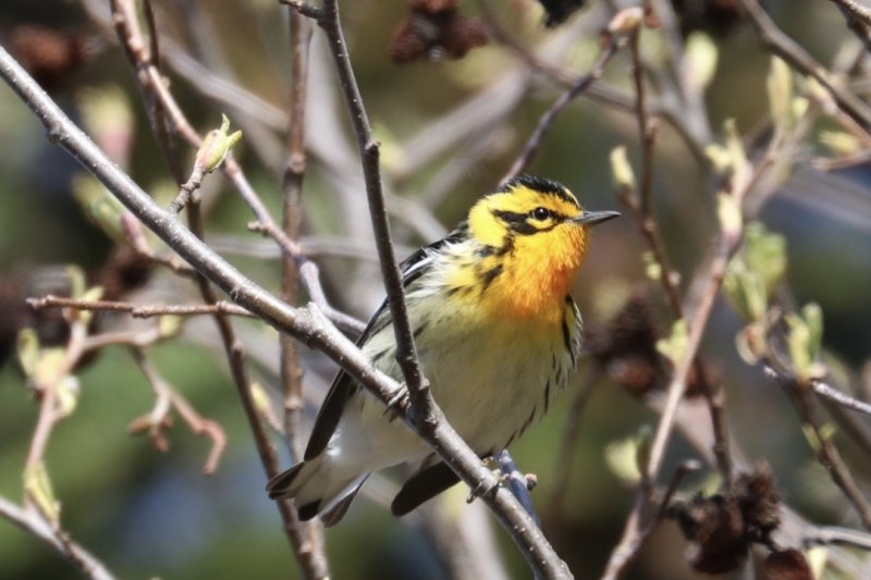 close up of bird on a branch