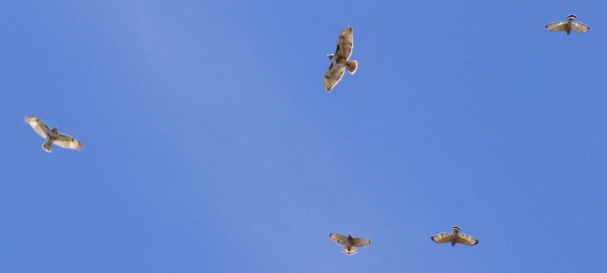 five hawks flying in a blue sky