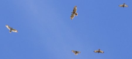 Ornithologist David Flaspohler recreated his birdwatching class last spring; here's what we learned. Credit: David Flaspohler