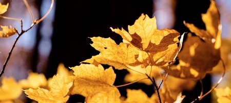 A close-up photo of autumn sunlight hitting a tree's yellow leaves. In the background are the dark shadows of other tree trunks.