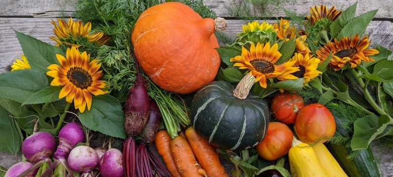 An artful arrangement of pumpkins, turnips, beets, carrots, squash, eggplant, dill, and sunflowers. 