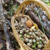 A full basket of acorns and mushrooms sits on a fungi-laden log.