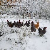 A flock of chickens stands under a tree, curious and confused, with snow all around.