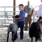 A young boy holds a sheared sheep still with his knee and hands in a county fair contest.