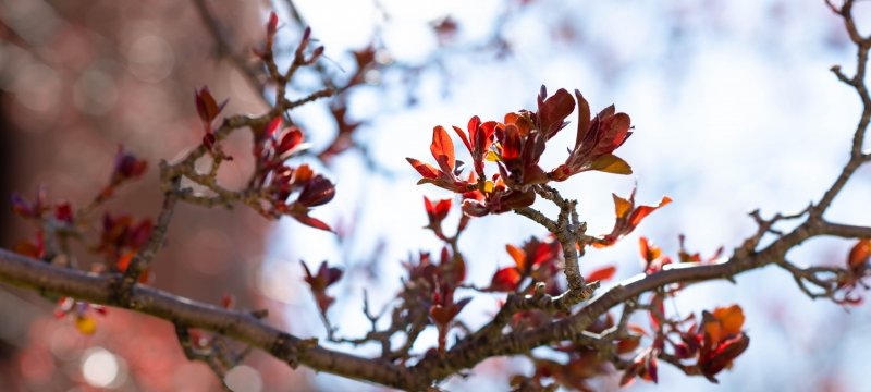 A flowering tree branch.