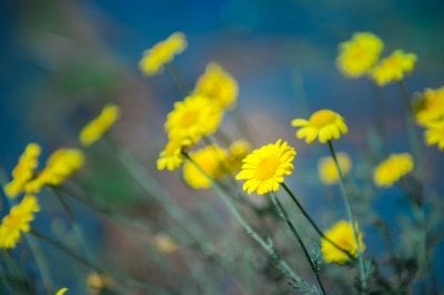 Yellow flowers.