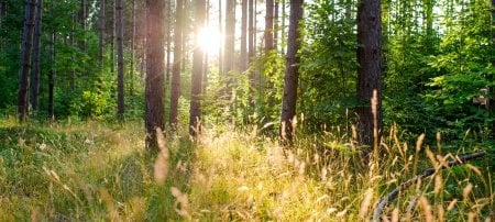 Those who enter the forest to observe the trees and to hike through the wilderness learn this: The jack pine is no less valuable to the warbler than the apple blossom is to the bee.