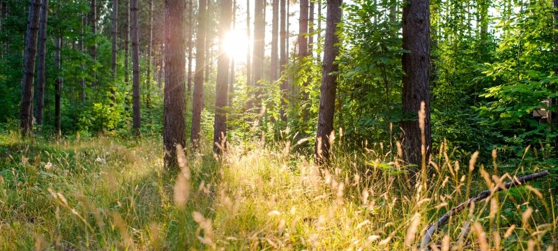 The sun shines through trees in the forest illuminating the green pine needles of conifers and the stalks of grass.