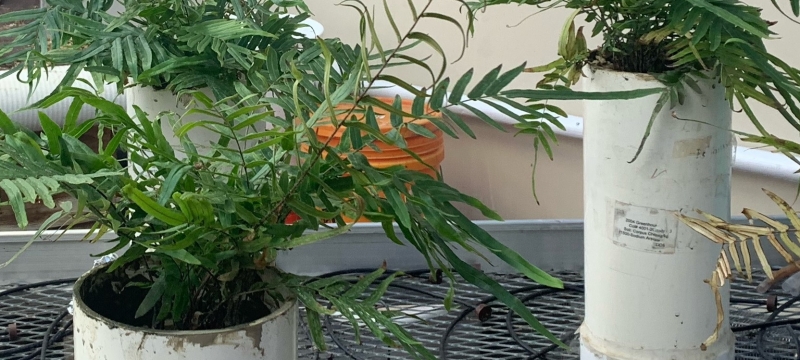 Ferns grow in plastic cylinders in a greenhouse. 