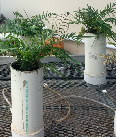 Ferns grow in a plastic cylinders in a greenhouse.