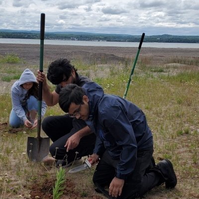 Three people with shovels plant plants in the ground.