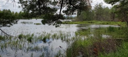 Wild rice (manoomin) growing in the Sand Point sloughs. The Keweenaw Bay Indian Community has prioritized re-establishing wild rice in the area. Image Credit: Rupali Datta