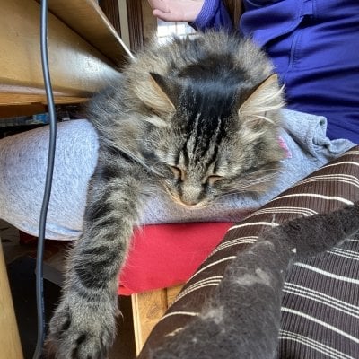 A cat lies on Annelise Doll's lap while she works on the computer