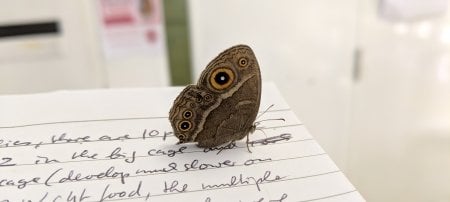 An African butterfly, Bicyclus anynana, perches on researcher Thomas Wernerâ€™s notebook in the lab. He has always wanted to study butterflies. A sabbatical in Singapore provided the opportunity. (Image credit: Thomas Werner)