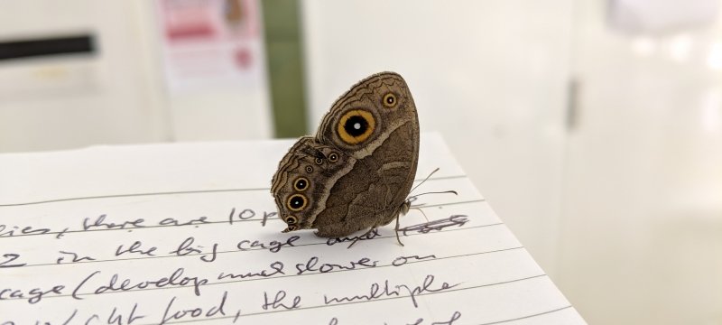 An African butterly with eyespots on its wings perches on a notebook in a lab with a white background and soft-focus posters in the background.