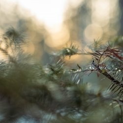 A tree with pine needles glows in a forest light.