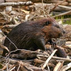 A beaver atop his dam A swallowtail butterfly alights in a dandelion patch on Isle Royale National Park in a photo taken by Michigan Tech researcher Sarah Hoy, moose-wolf study co-leader.