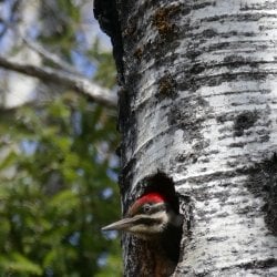 A pileated woodpecker peers from a nesting cavity A swallowtail butterfly alights in a dandelion patch on Isle Royale National Park in a photo taken by Michigan Tech researcher Sarah Hoy, moose-wolf study co-leader.