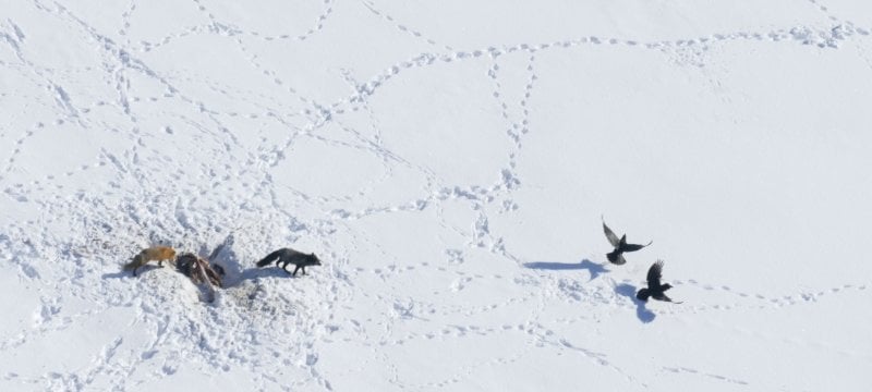A black fox in the center fends off a red fox and birds of prey as it protects the moose carcass it wants for itself on Isle Royale National Park in a photo by Sarah Hoy.