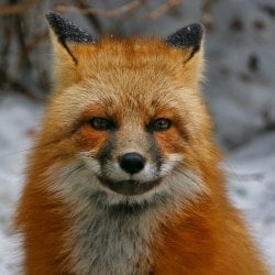 A red fox seems to sits for his portrait by Michigan Tech Researcher Sarah Hoyon Isle Royale