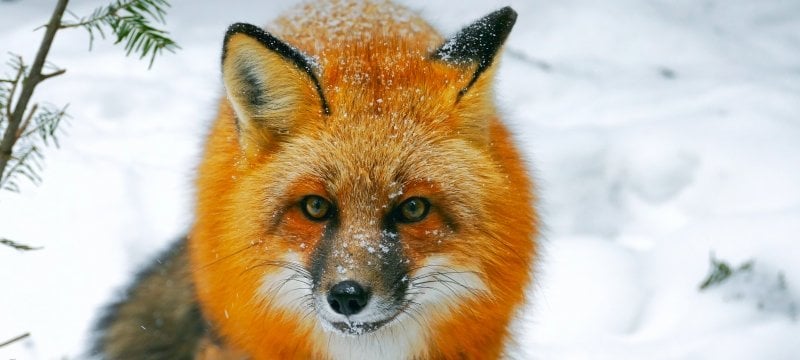 A red fox stares intently at the camera on Isle Royale National Park in the snow in an image captured by Michigan Tech researcher Sarah Hoy.