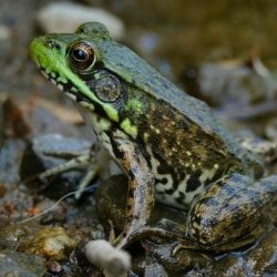 A frog in a wetland area in Isle Royale National Park in a photo taken by Michigan Tech researcher Sarah Hoy, moose-wolf study co-leader.