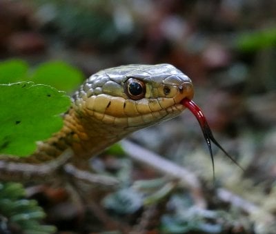 A curious garter snake in Isle Royale National Park in a photo taken by Michigan Tech researcher Sarah Hoy, moose-wolf study co-leader.