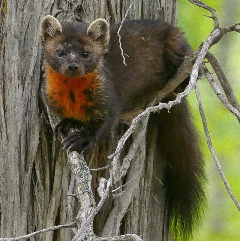 A rare marten on Isle Royale stares at Michigan Tech research and field photographer Sarah Hoy from a tree on the Lake Superior island in the summer.