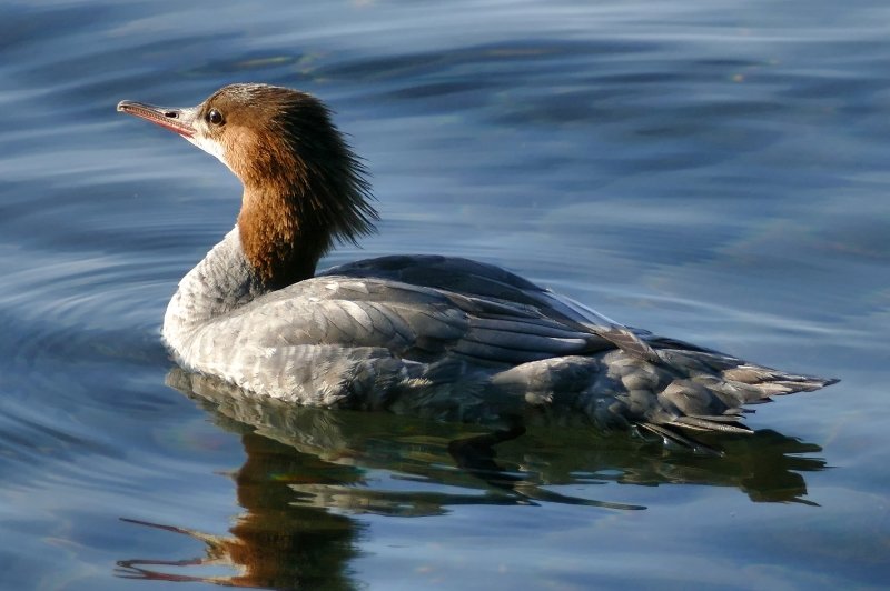 A merganser glides on the waters of Isle Royale National Park in a photo taken by Michigan Tech researcher Sarah Hoy, moose-wolf study co-leader