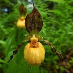 A rare yellow lady-slipper orchid in Isle Royale National Park in a photo taken by Michigan Tech researcher Sarah Hoy, moose-wolf study co-leader.