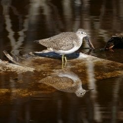 A sandpiper reflected in the waters A swallowtail butterfly alights in a dandelion patch on Isle Royale National Park in a photo taken by Michigan Tech researcher Sarah Hoy, moose-wolf study co-leader.