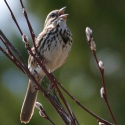 A song sparrow on pussy willows serenades Isle Royale National Park in a photo taken by Michigan Tech researcher Sarah Hoy, moose-wolf study co-leader.