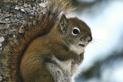 A red squirrel with tucked paws is an inquisitive winter subject from his perch in a tree as captured my field photographer and Isle Royale moose-wolf study research Sarah Hoy of Michigan Tech.