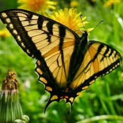 A swallowtail butterfly alights in a dandelion patch on Isle Royale National Park in a photo taken by Michigan Tech researcher Sarah Hoy, moose-wolf study co-leader.