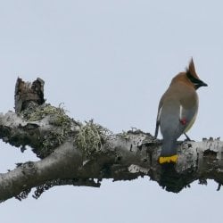 A cedar waxwing rests between summer berry binges A swallowtail butterfly alights in a dandelion patch on Isle Royale National Park in a photo taken by Michigan Tech researcher Sarah Hoy, moose-wolf study co-leader.